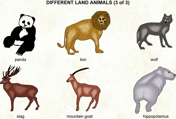 Animals  (Visual Dictionary)
